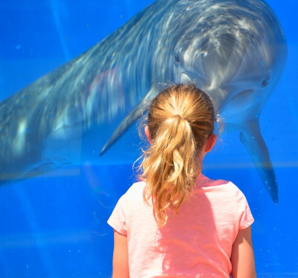 Zvířata, cvičení delfíni a show lachtanů naživo v Norimberku Německo se slevou